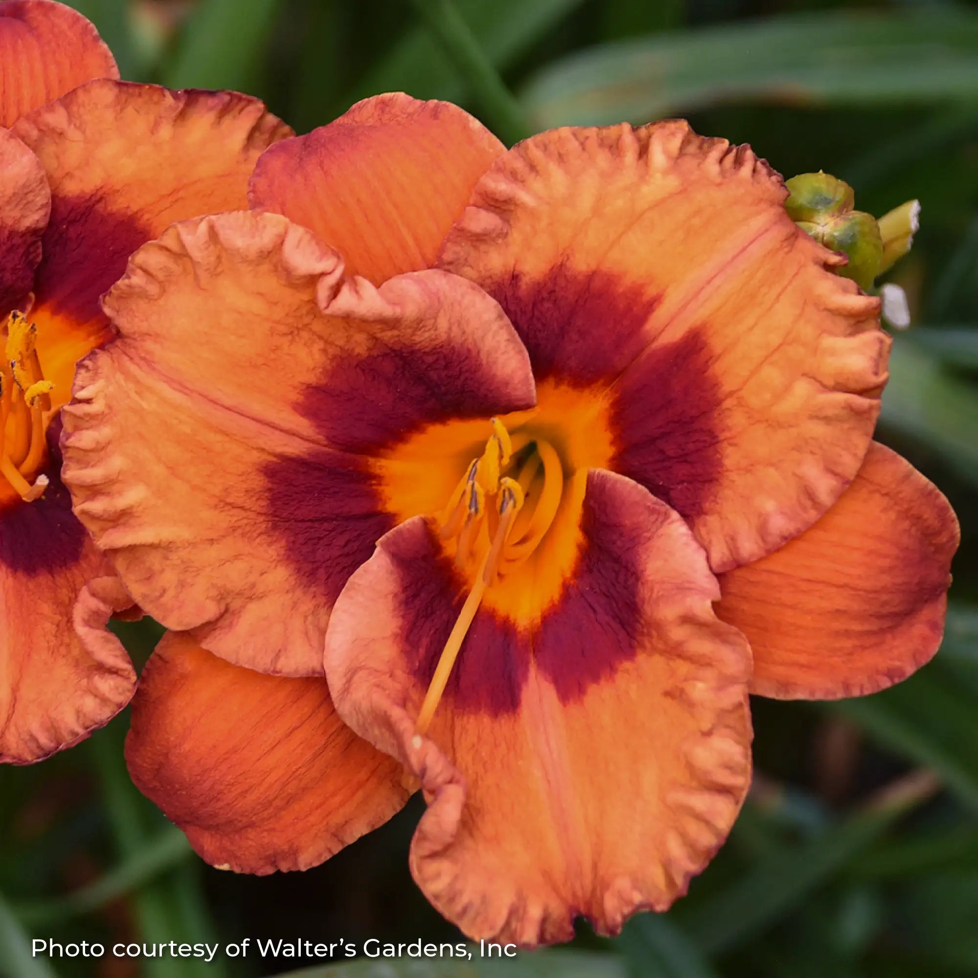 Close-up of dark Orange Daylily