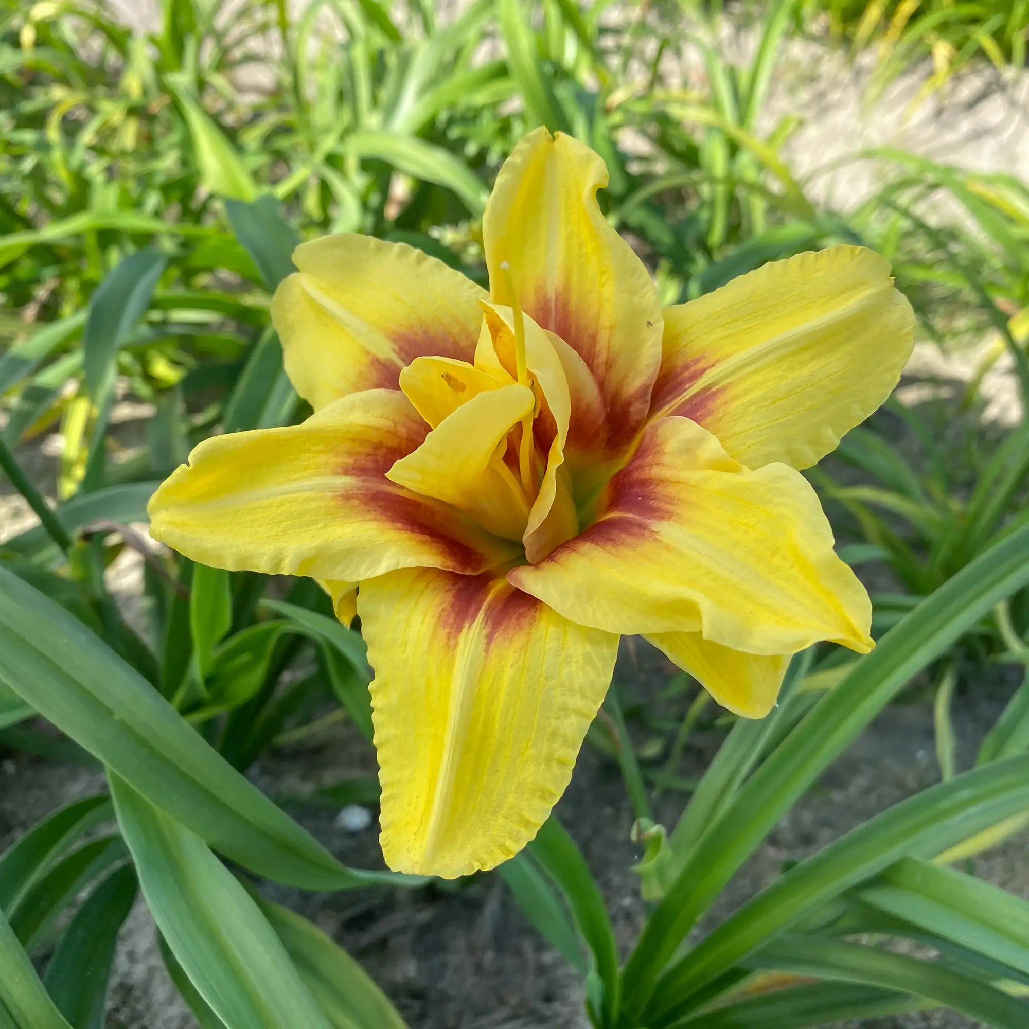 Close-up of Yellow Daylily with Red center in a garden.
