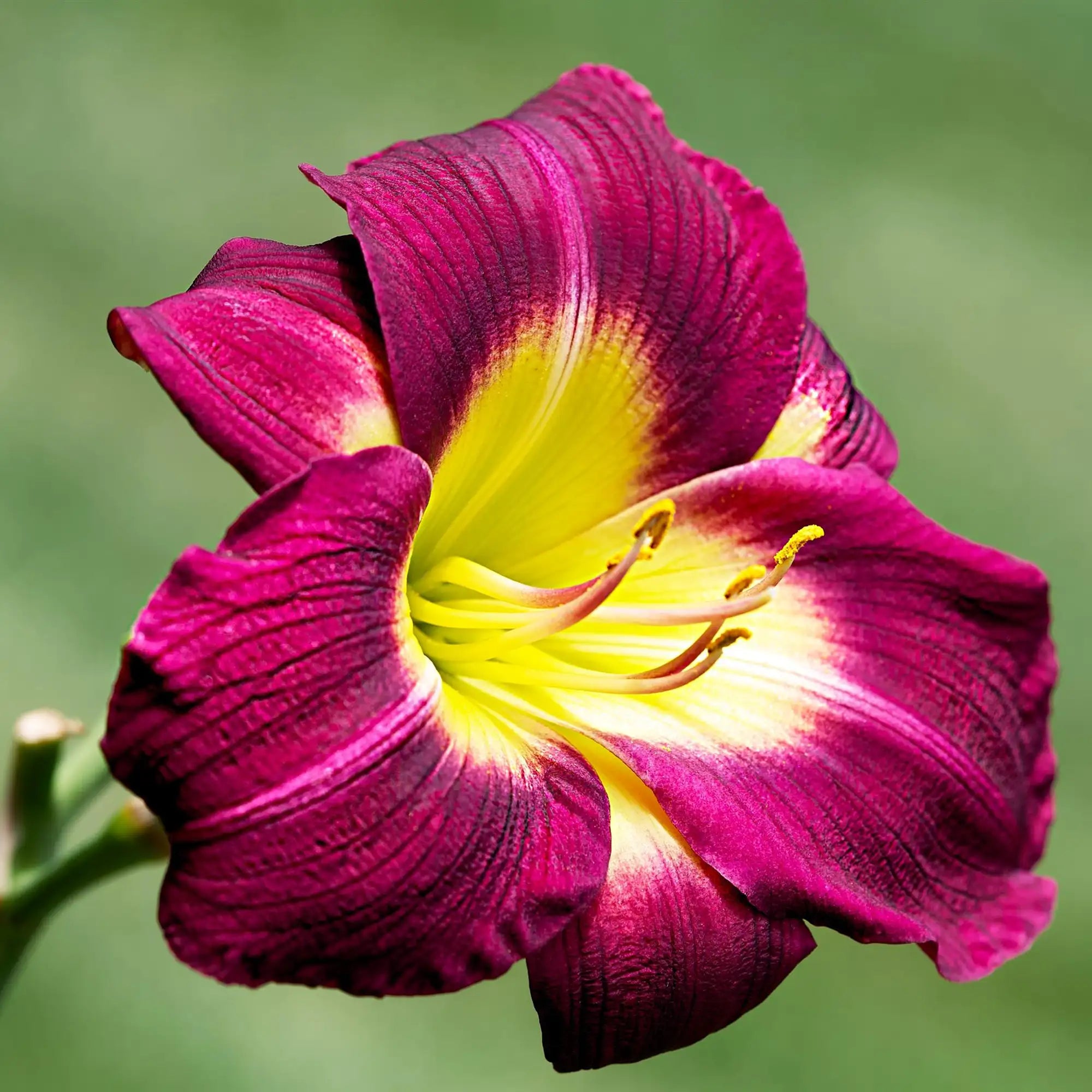 Daylily 'Night Beacon'