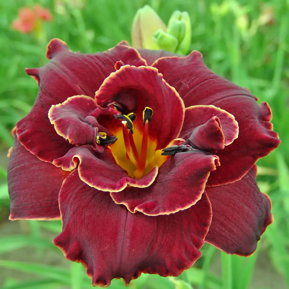 Close-up of Dark Red Daylily with White Edges 
