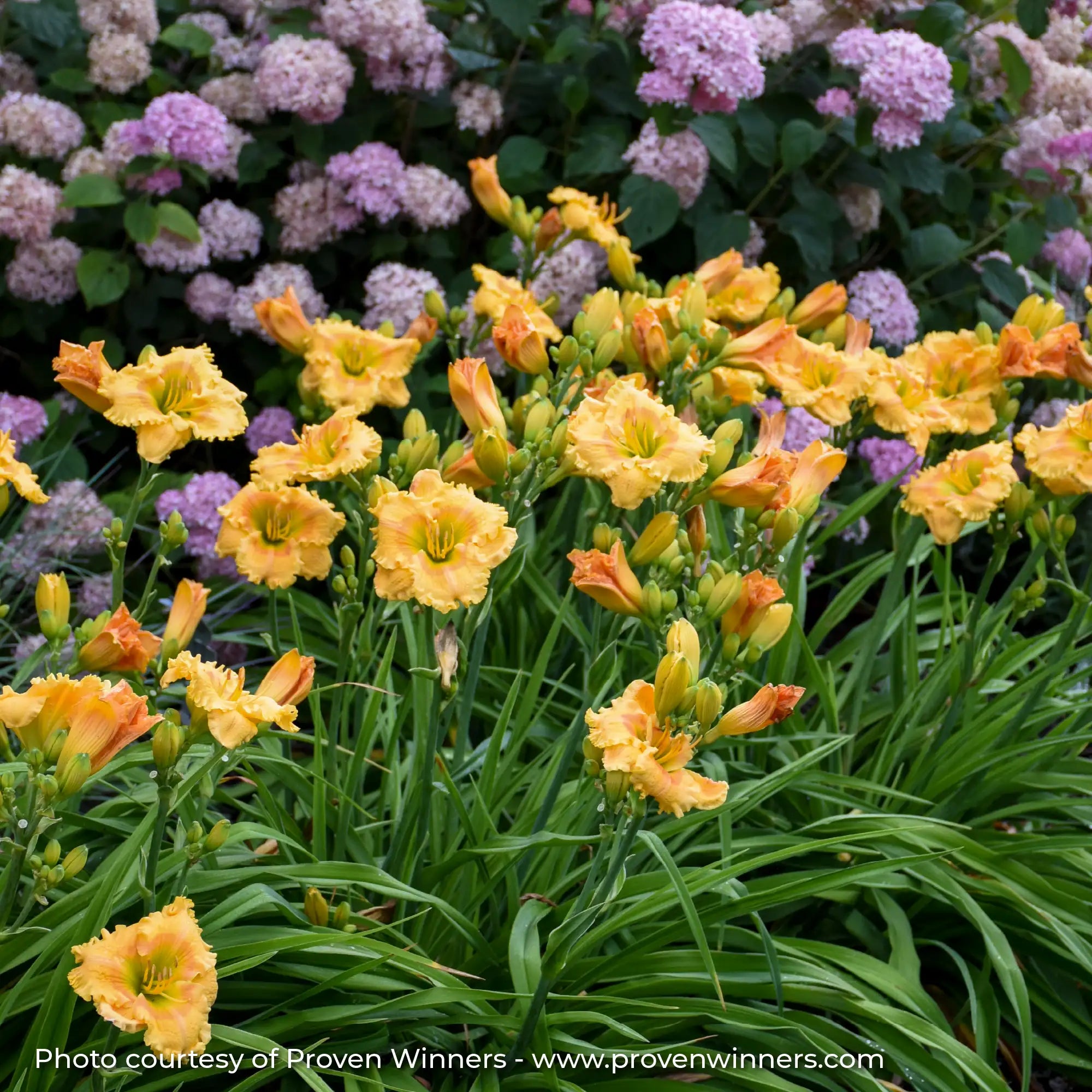 Light Orange Daylily in a garden. 