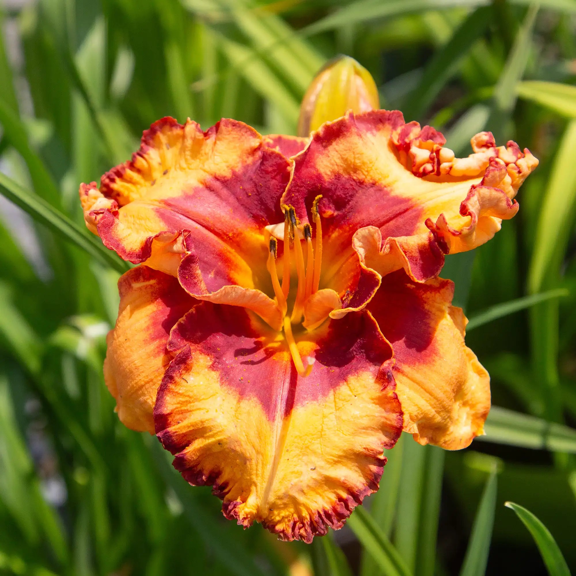 Daylily 'Pointed Perfection'