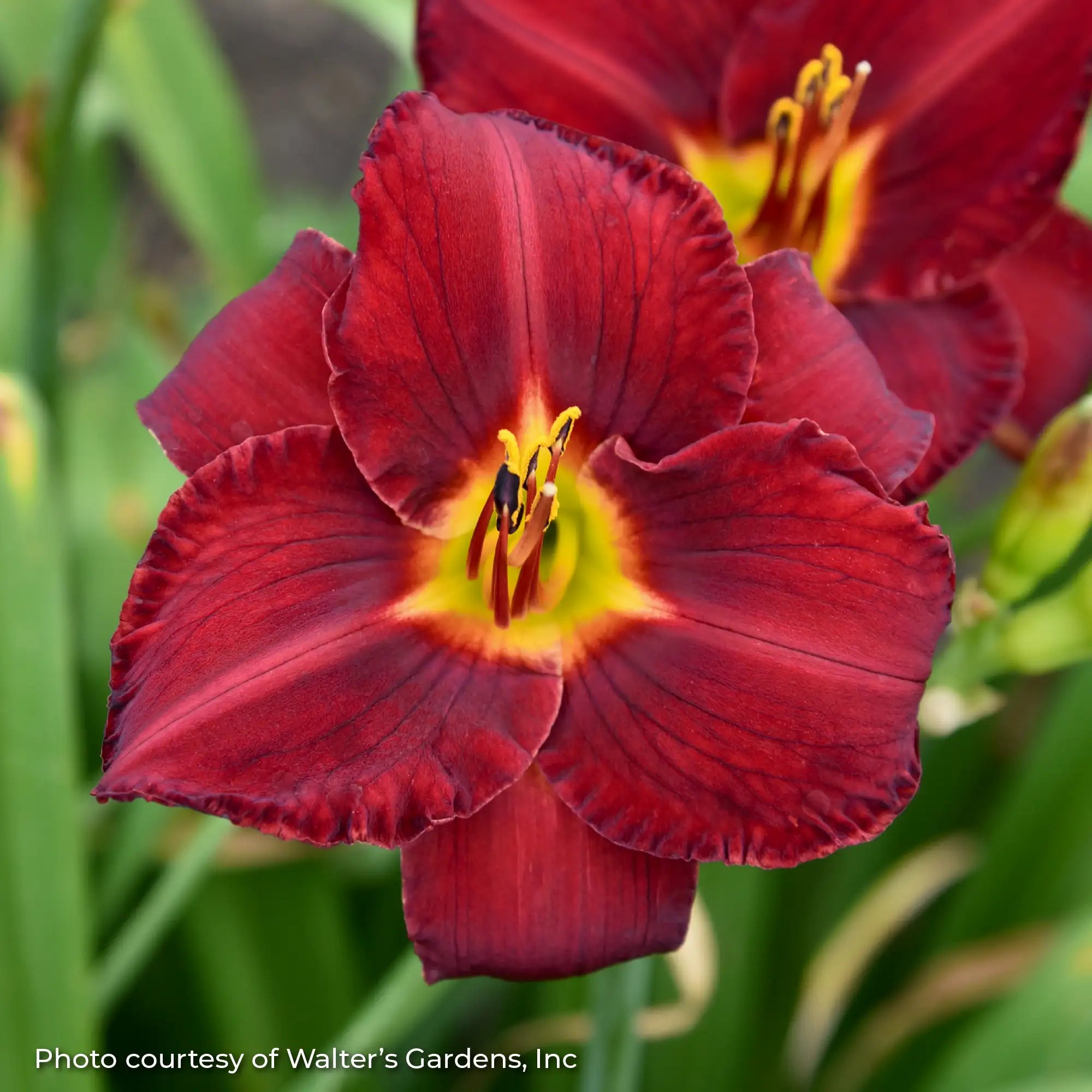 Close-up of dark red daylily