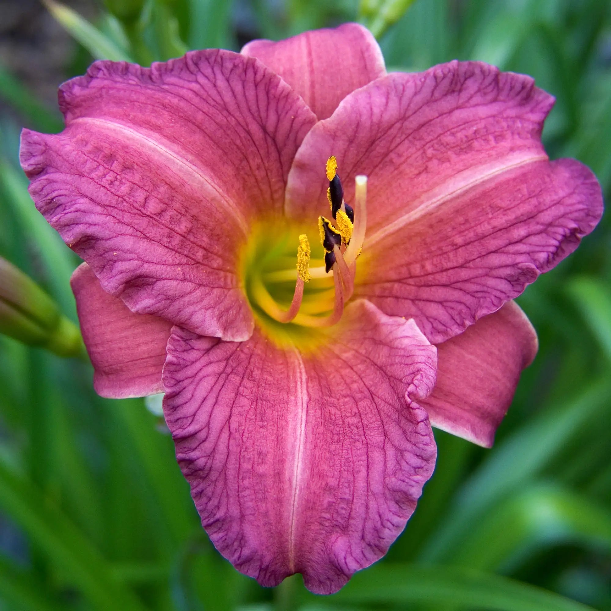 Close-up of Dark Pink Daylily 