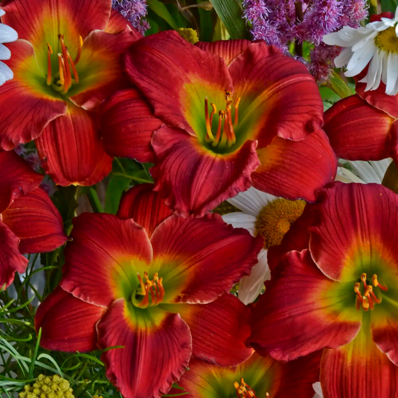 Daylily Happy Ever Appster® 'Red Hot Returns'