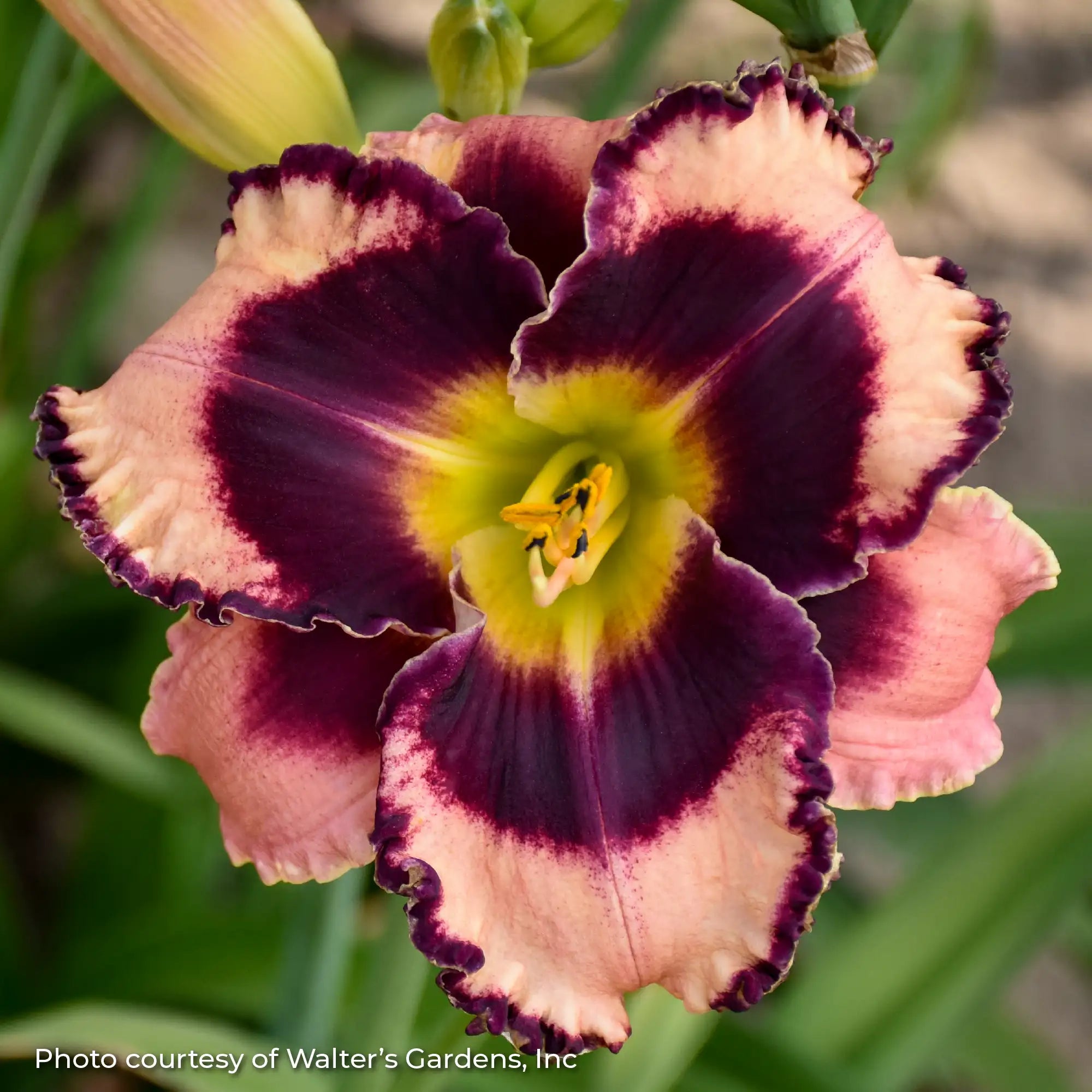 Close-up of light pink and purple Daylily