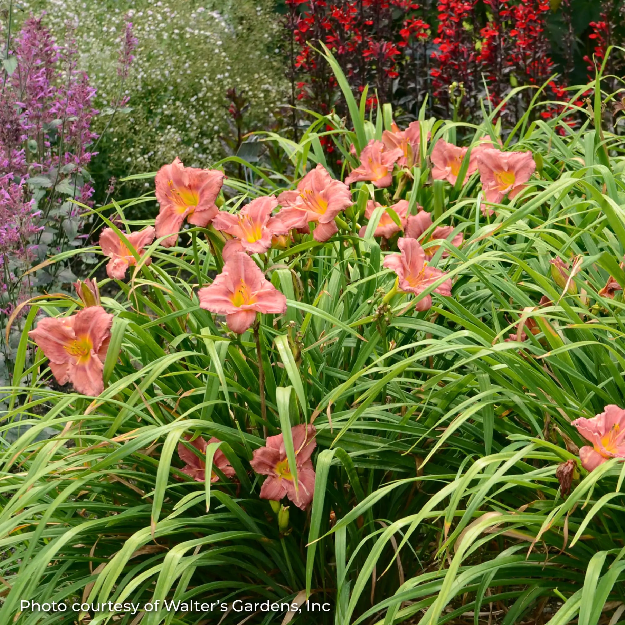 Light Pink Daylily in a garden
