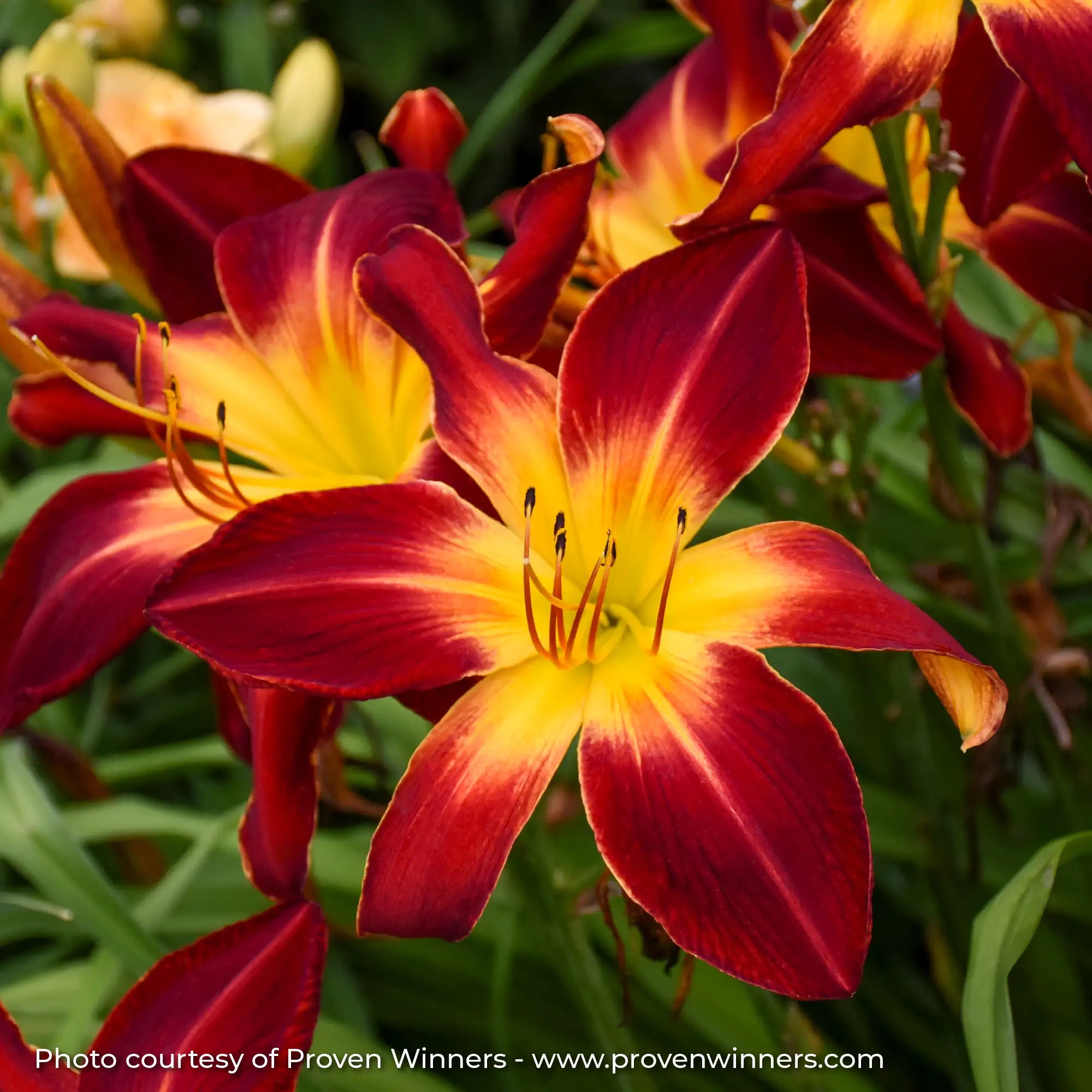Daylily Rainbow Rhythm® 'Ruby Spider'