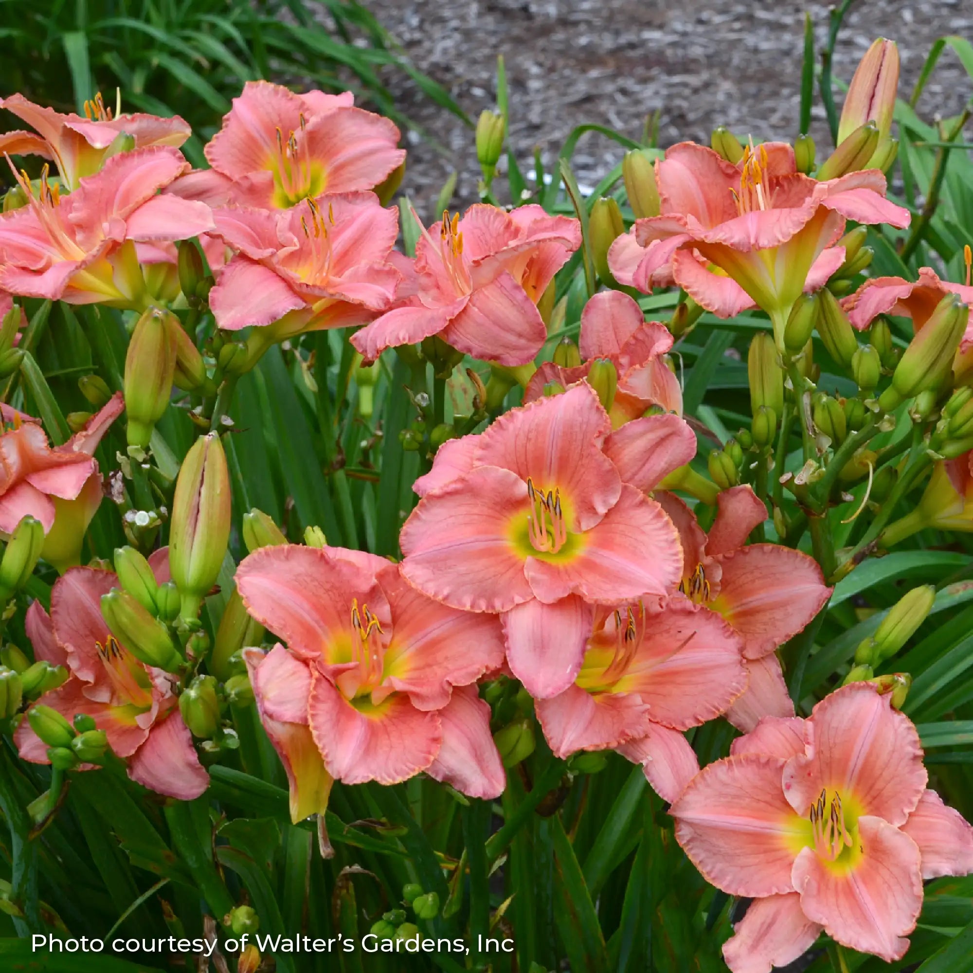 Light pink Daylily with yellow center in a garden