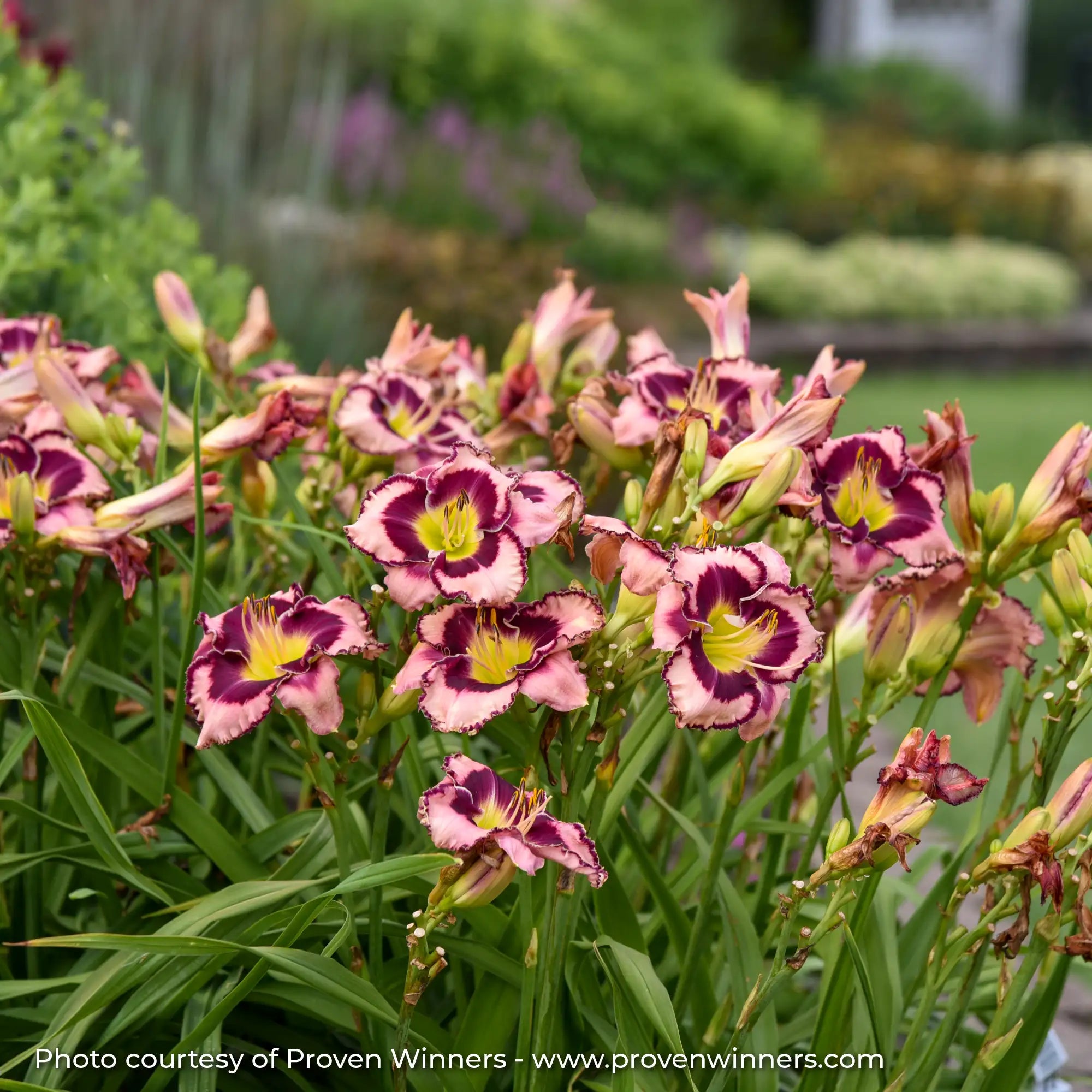 Light Pink with a Dark Purple center in a garden.