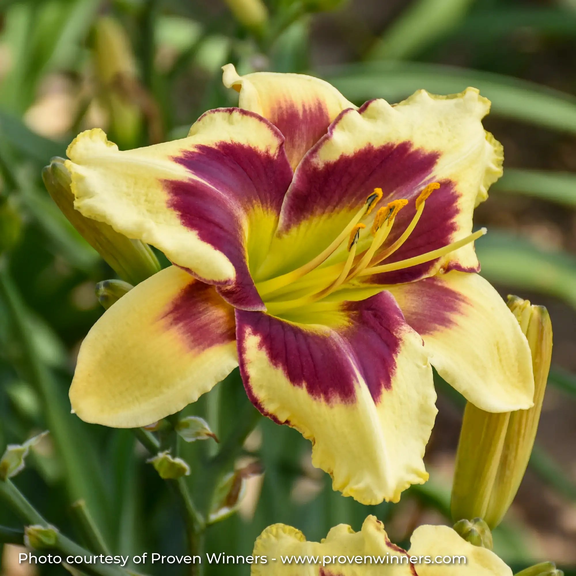 Light Yellow Daylily with a Dark Red center. 