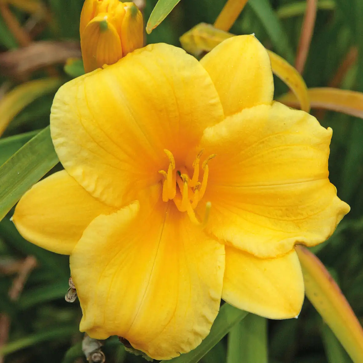 Close-up of bright yellow daylily flower, also known as hemerocallis, in a garden.
