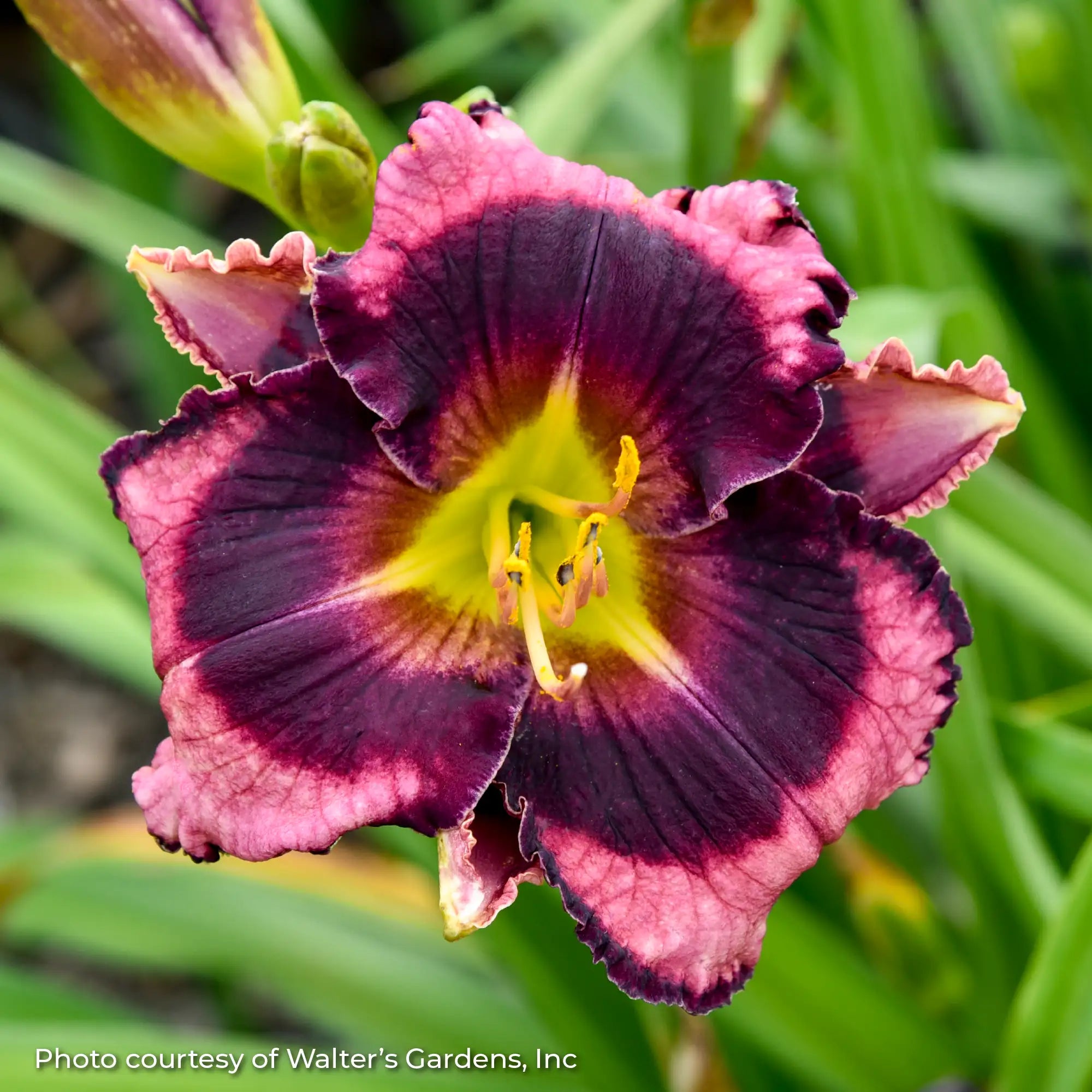 Close-up of dark pink and purple Daylily 
