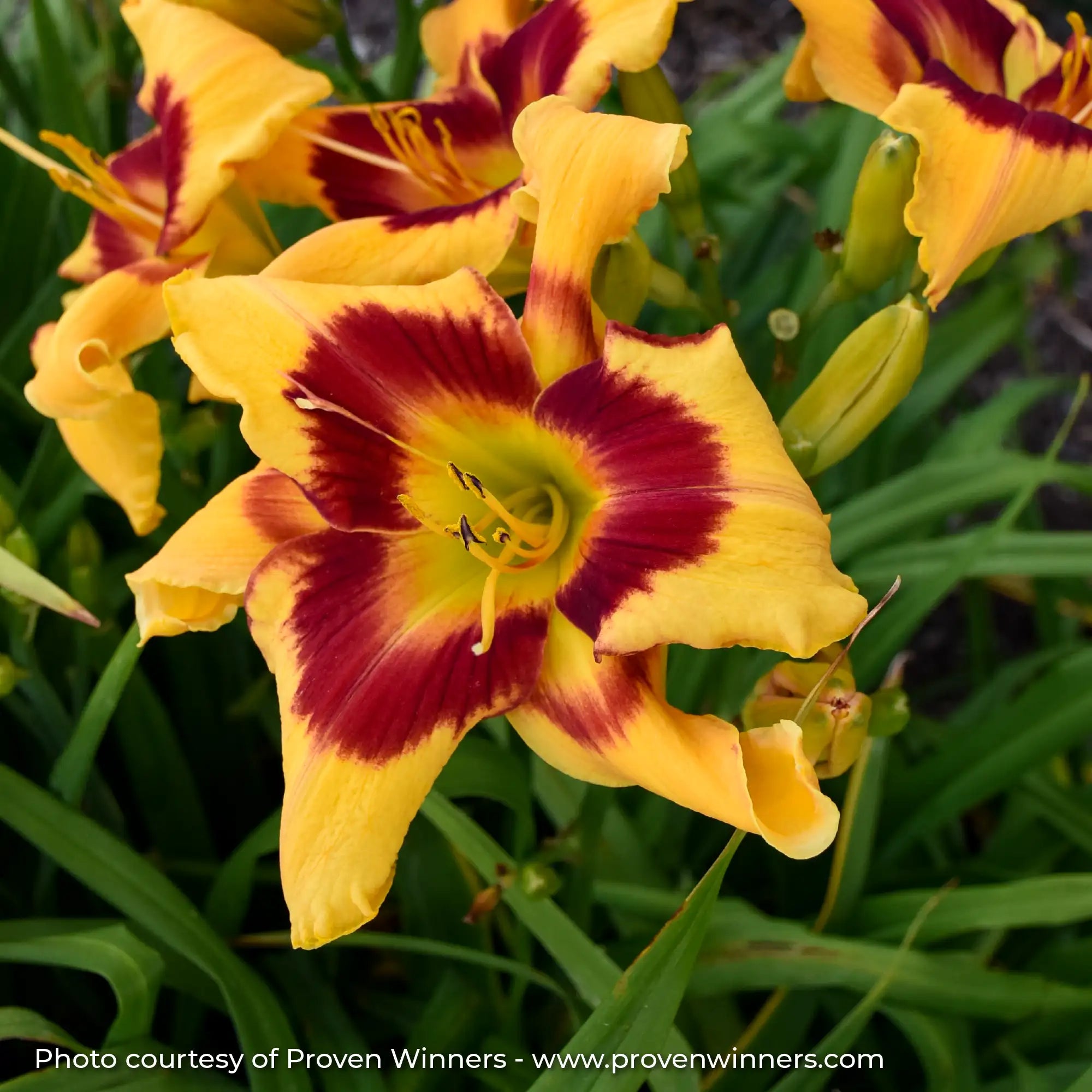 Close-up of Dark Yellow Daylily with a Red ring on the inside.