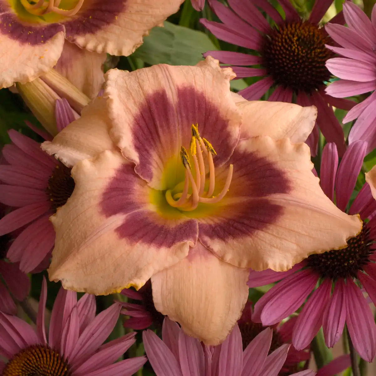 Daylily 'Wineberry Candy'