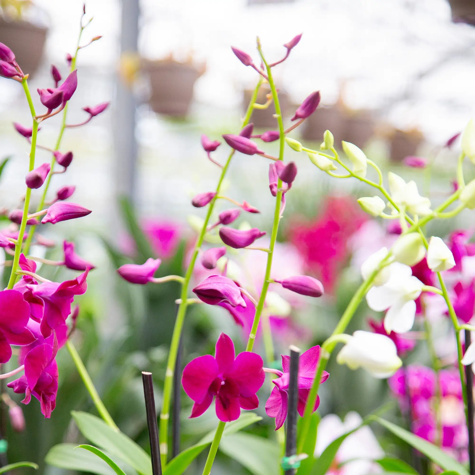 Orchid Dendrobium (Assorted)