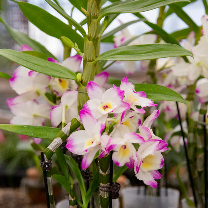 Orchid Dendrobium (Assorted)