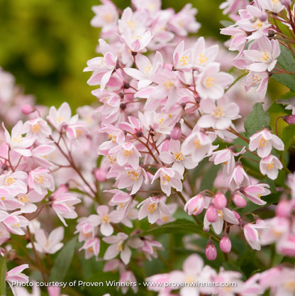 Deutzia 'Yuki Cherry Blossom®'