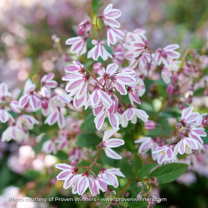 Deutzia 'Yuki Kabuki®'