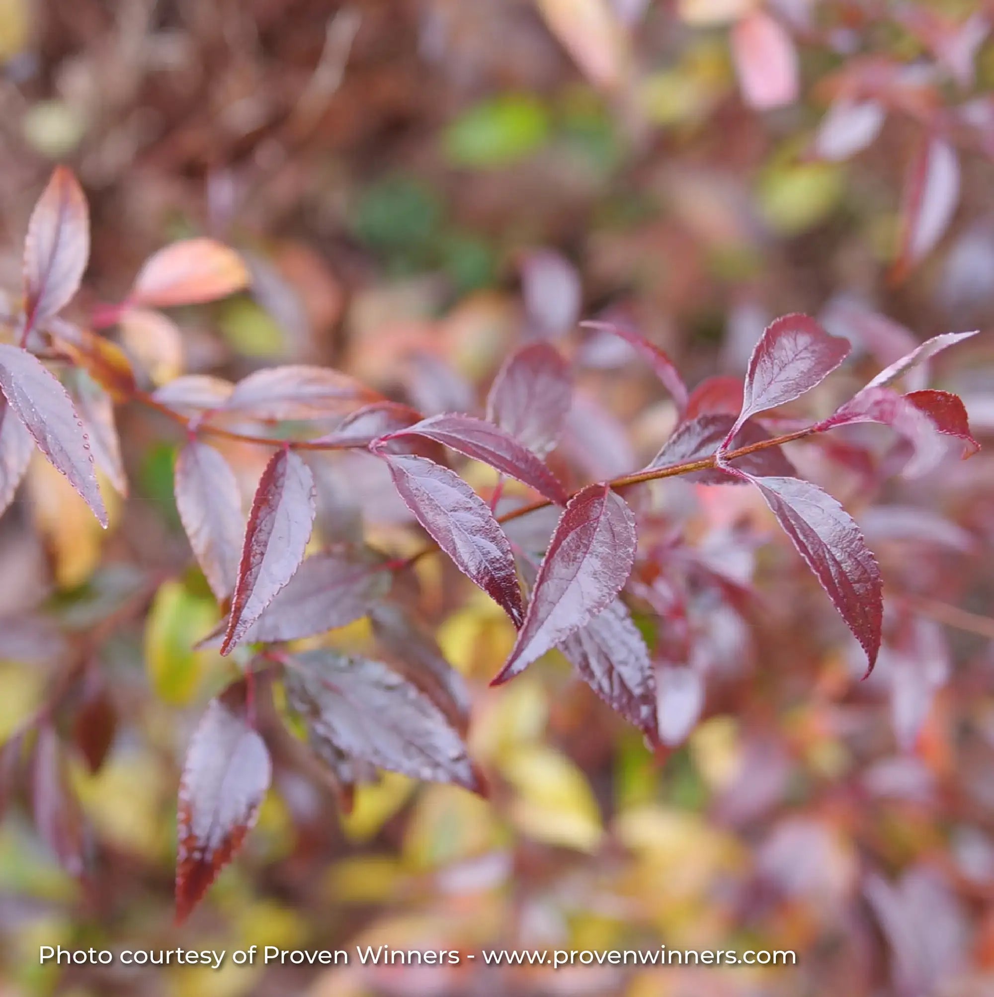 Deutzia 'Yuki Kabuki®'