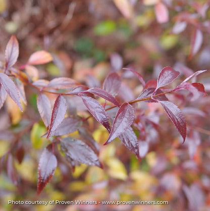 Deutzia 'Yuki Kabuki®'