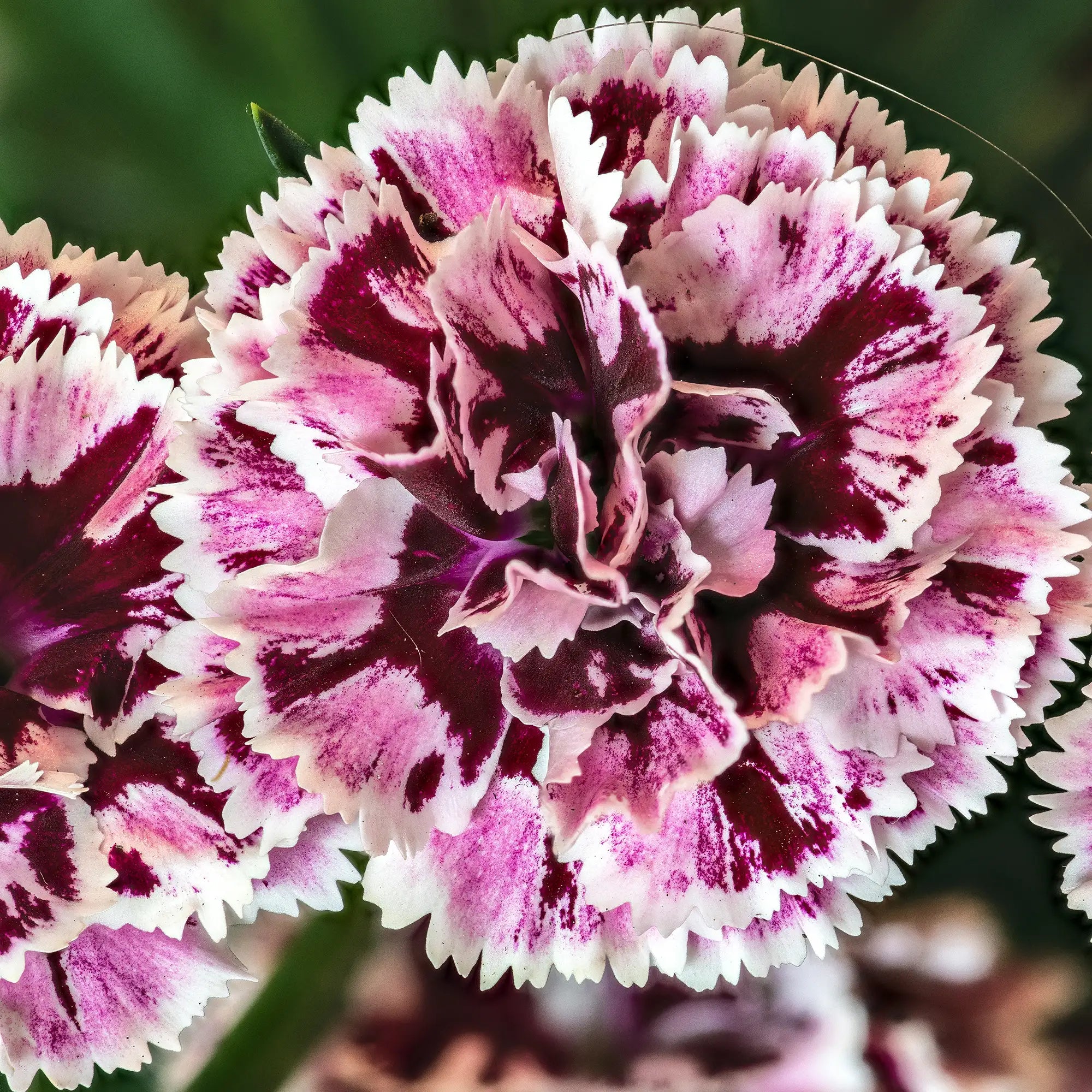 Dianthus 'DiaDeur™ Velvet+White'