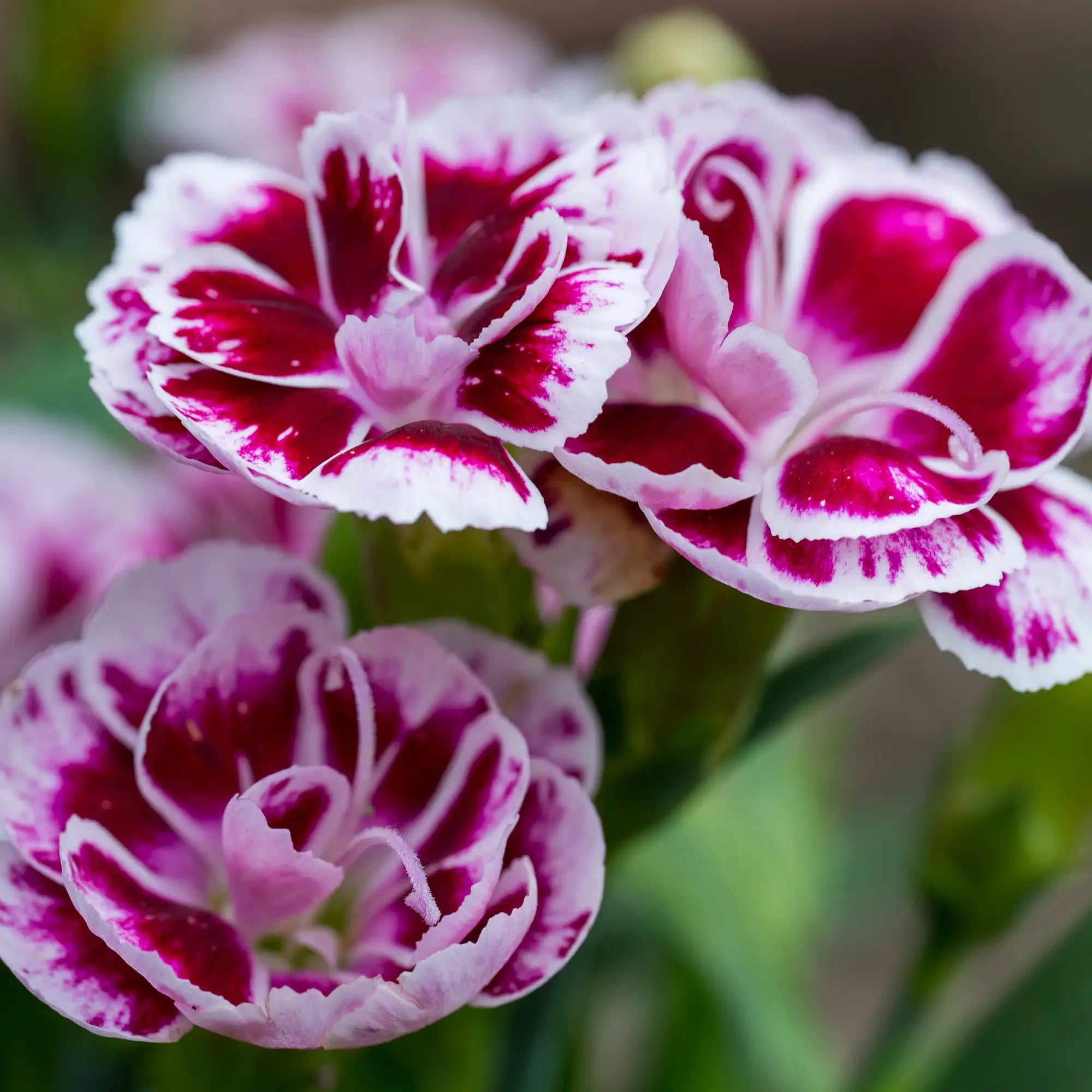 Dianthus 'EverLast™ Cherry Swirl'