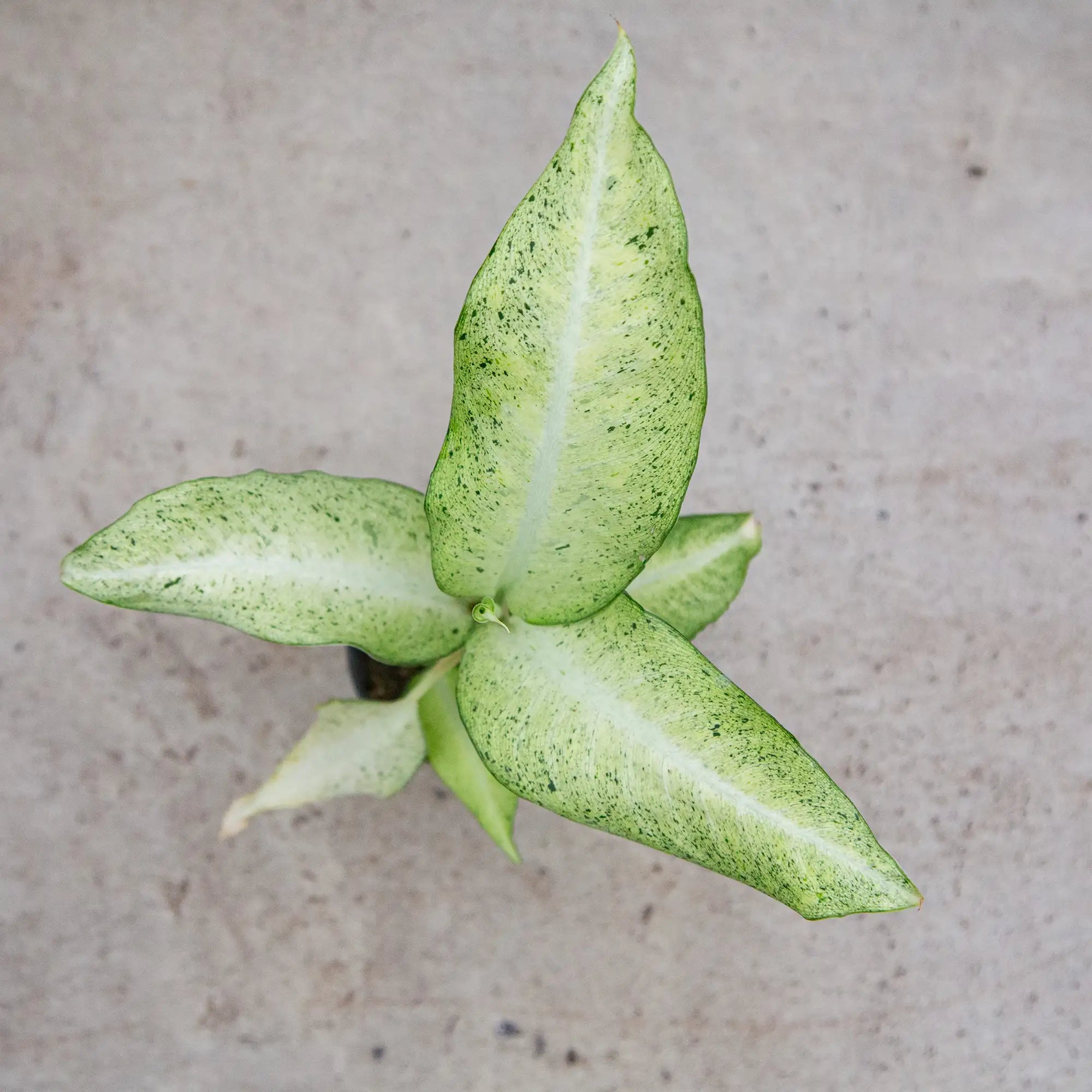 Dumb Cane 'Camoflauge'