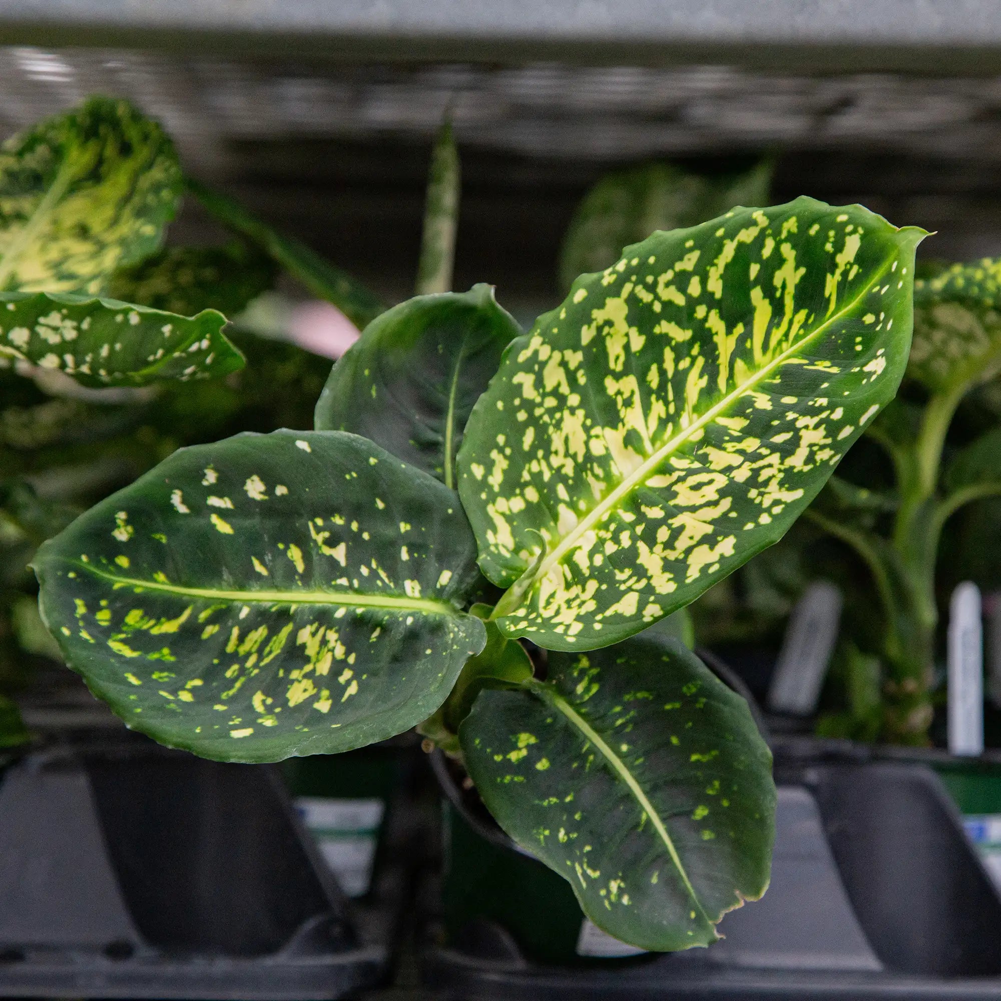 Dumb Cane 'Reflector'