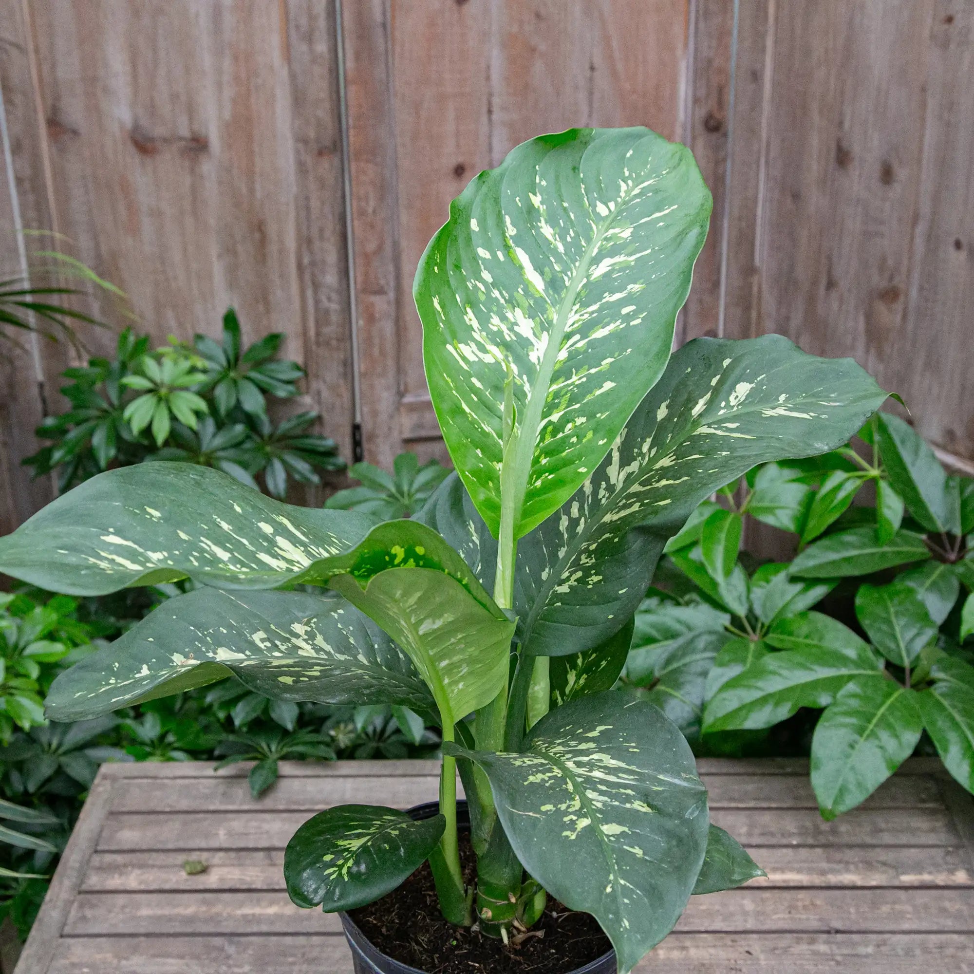 Dumb Cane 'Tropic Snow'