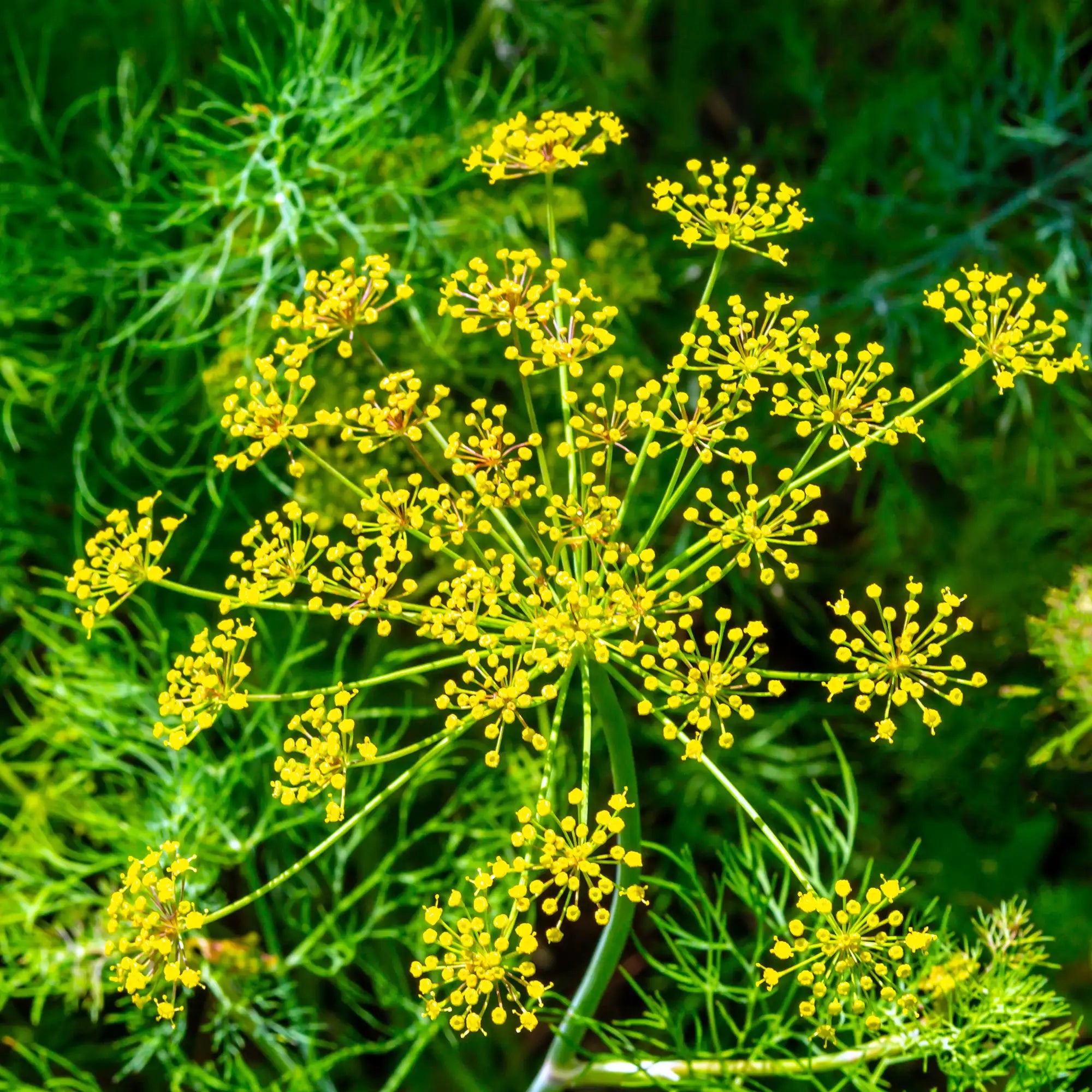 Close-up of yellow dill flowers with green leaves in the background