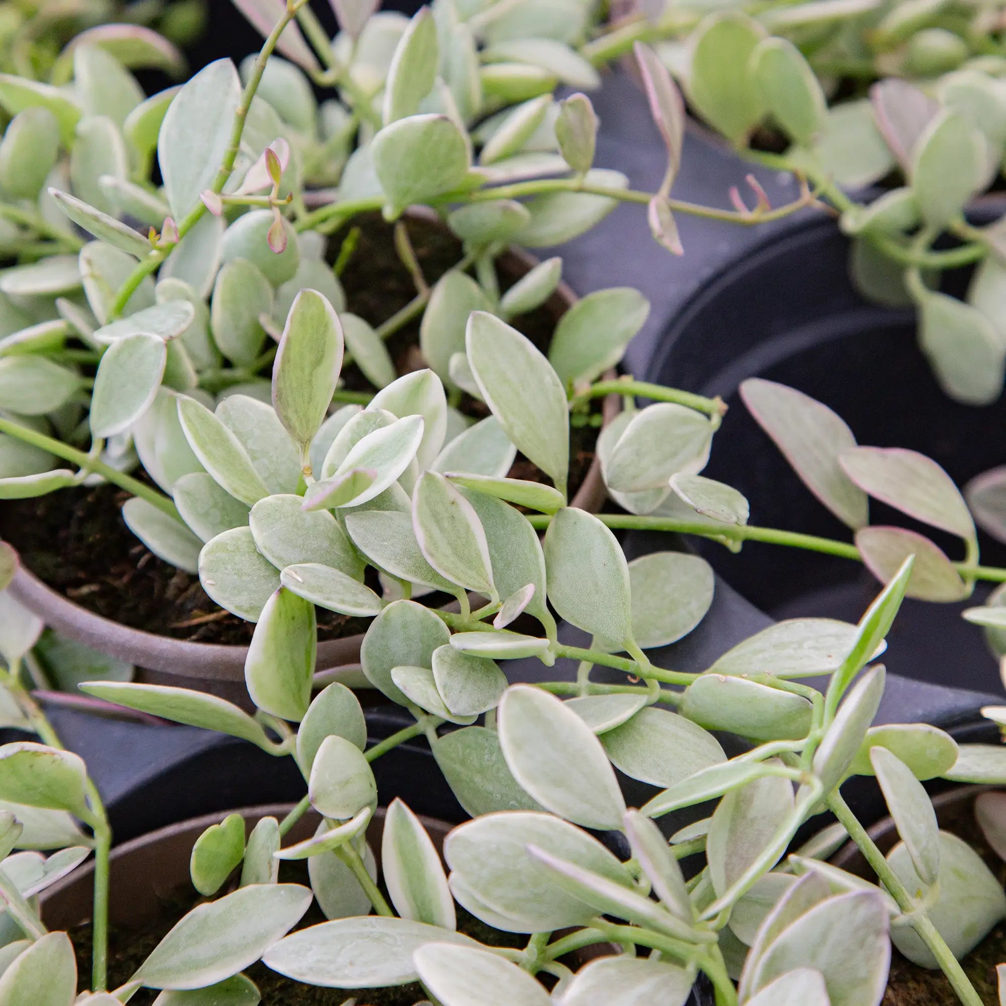 Dischidia White Diamond