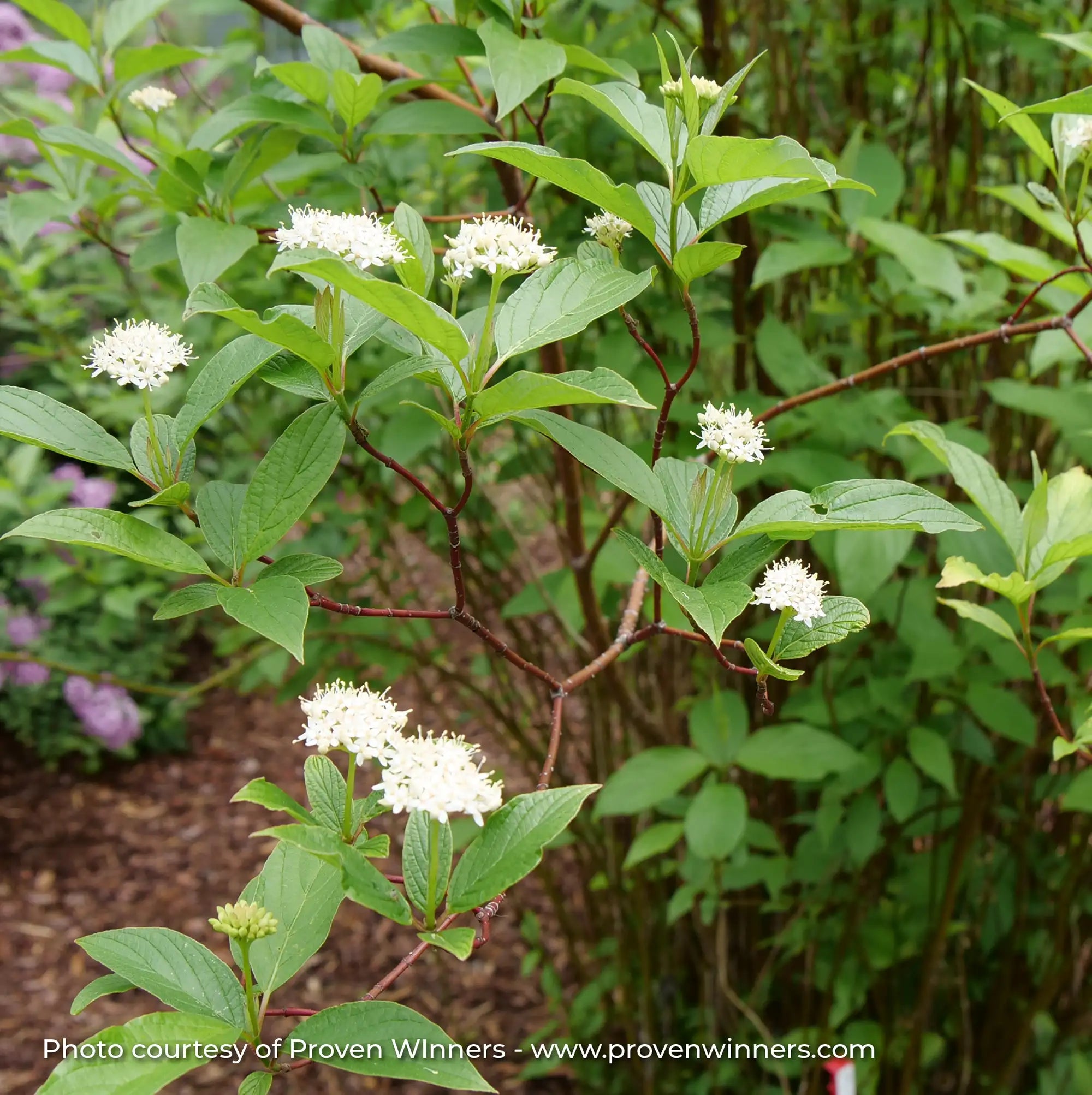Dogwood Arctic Fire® 'Red'