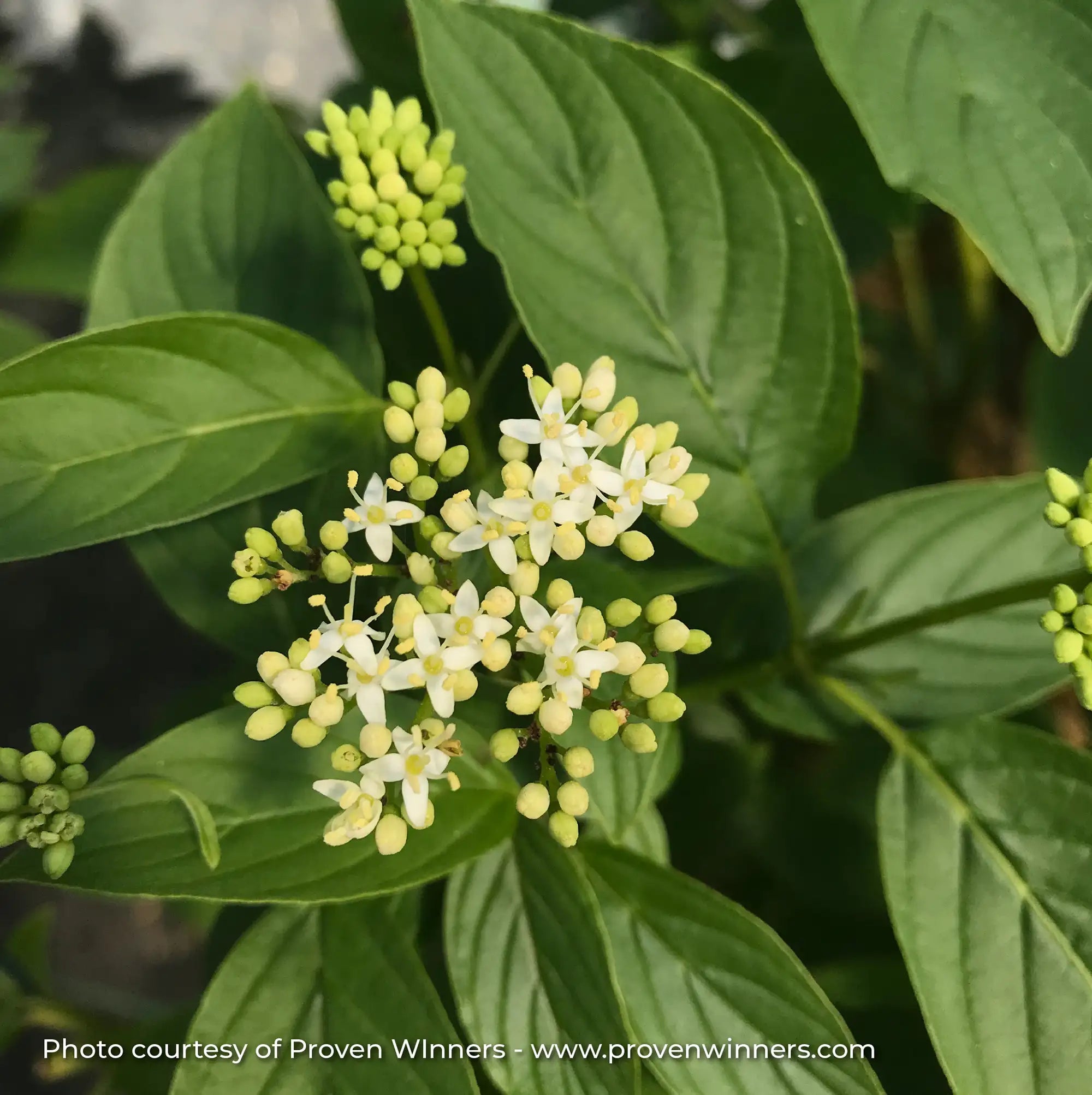 Dogwood Arctic Fire® 'Yellow'