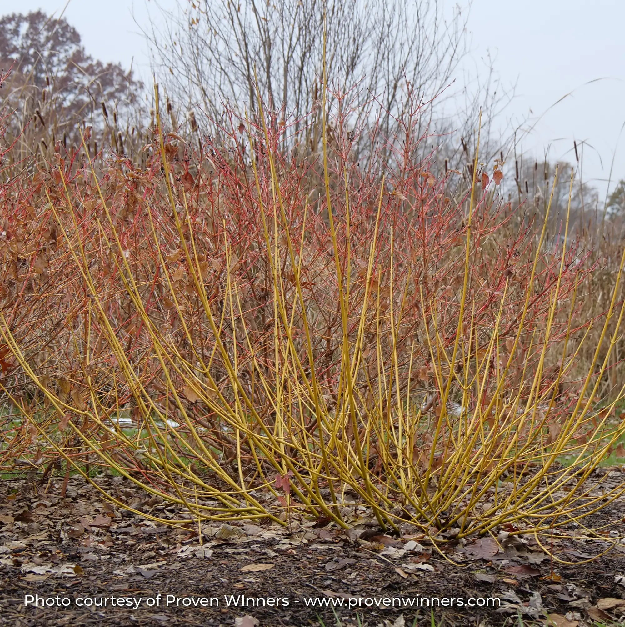 Dogwood Arctic Fire® 'Yellow'