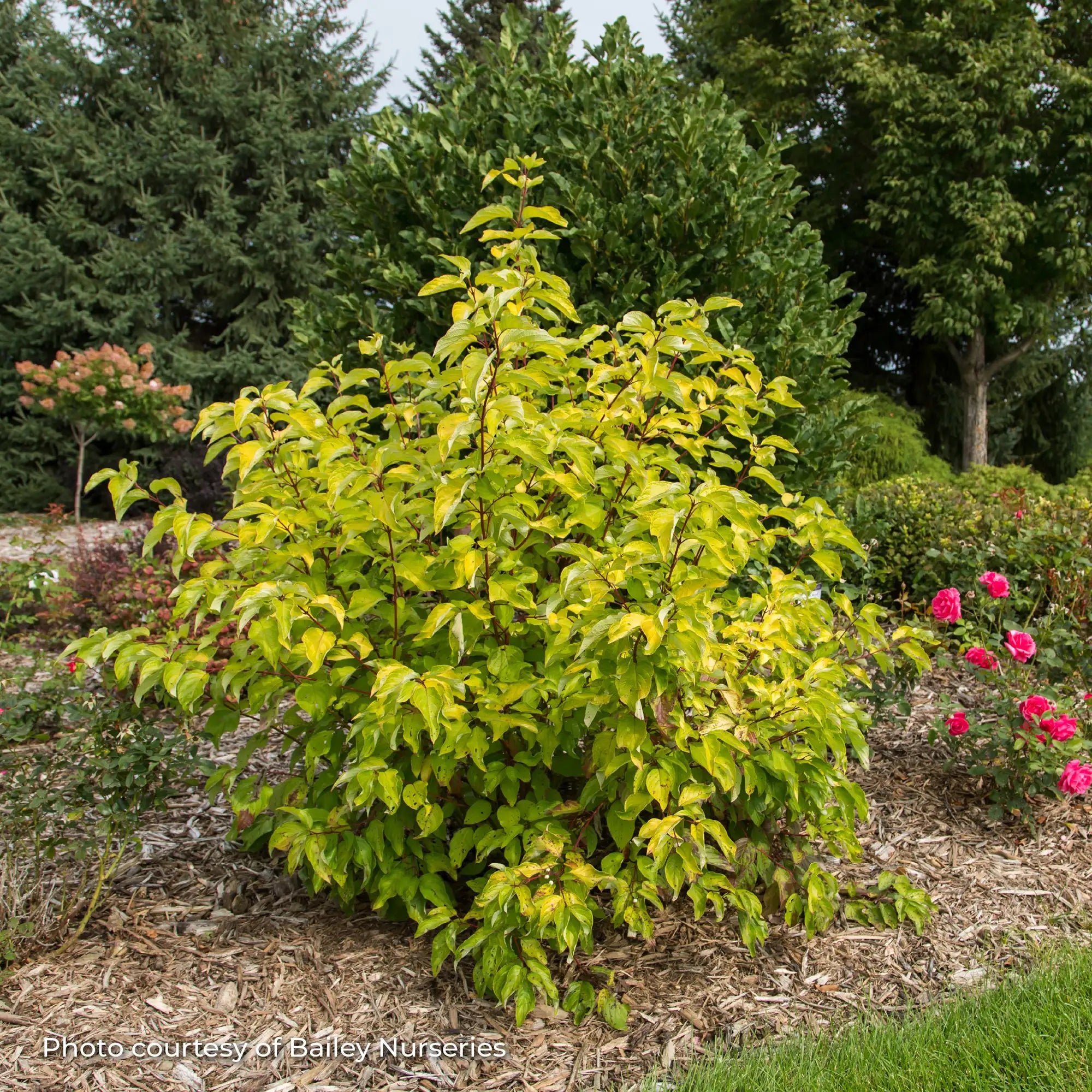 Dogwood 'Neon Burst™'