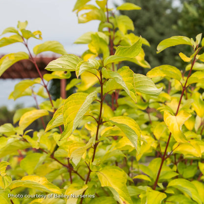 Dogwood 'Neon Burst™'