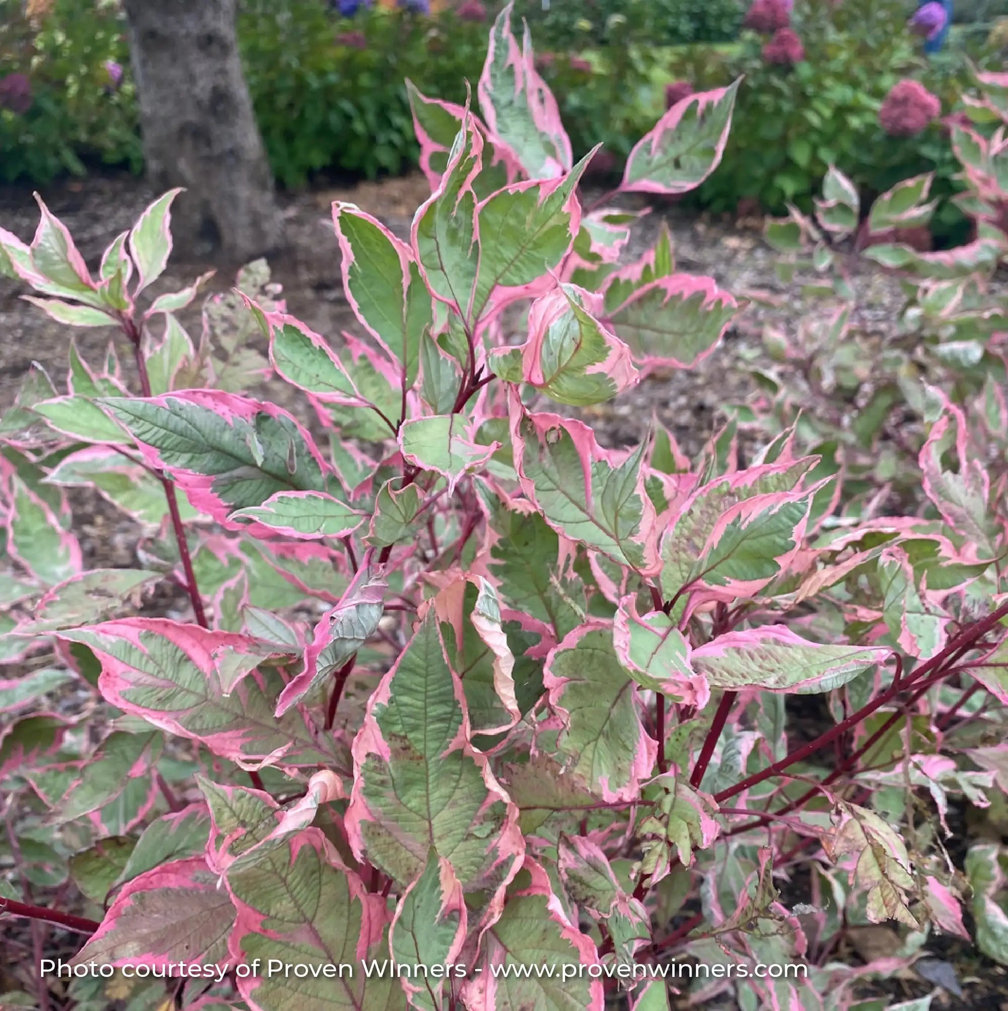 Dogwood 'Sgt. Pepper®'