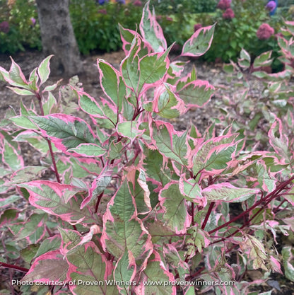 Dogwood 'Sgt. Pepper®'