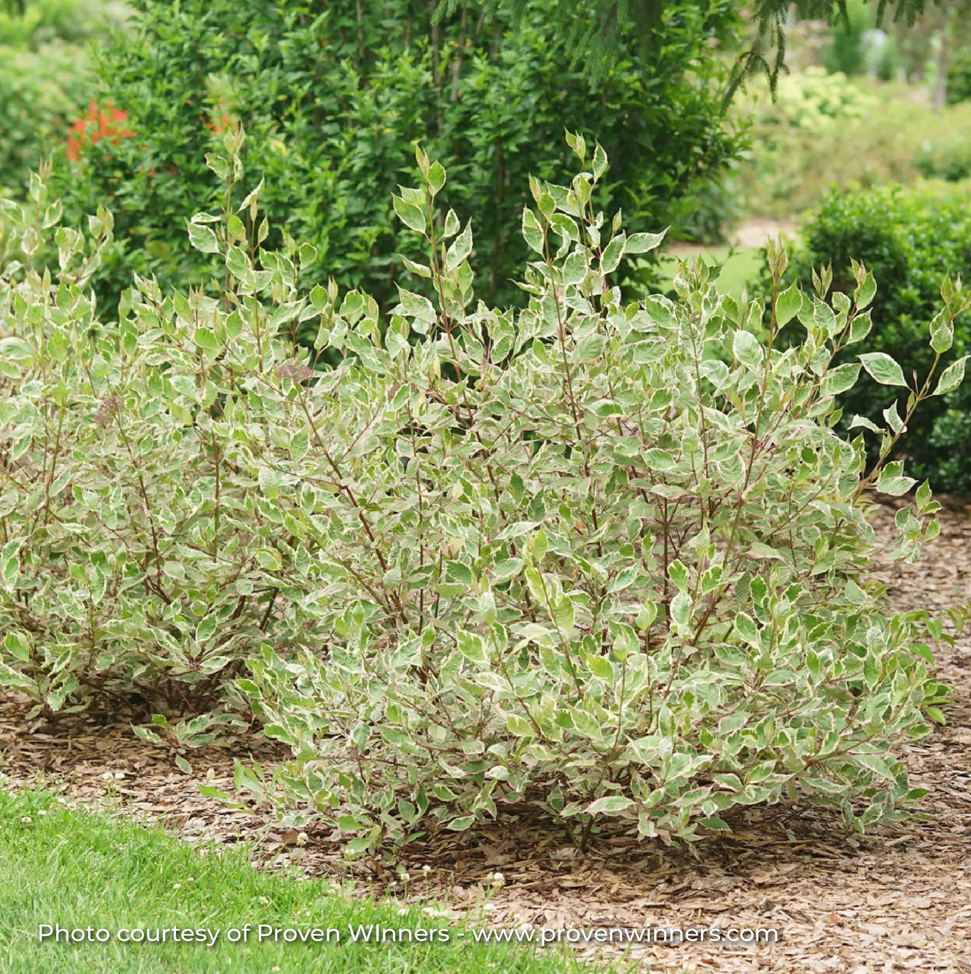 Dogwood 'Sgt. Pepper®'