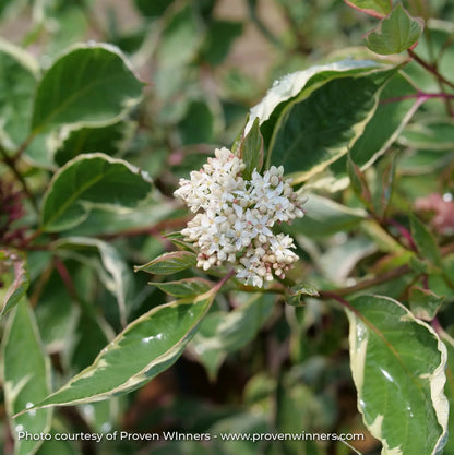 Dogwood 'Sgt. Pepper®'