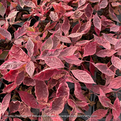 Dogwood 'Sgt. Pepper®'