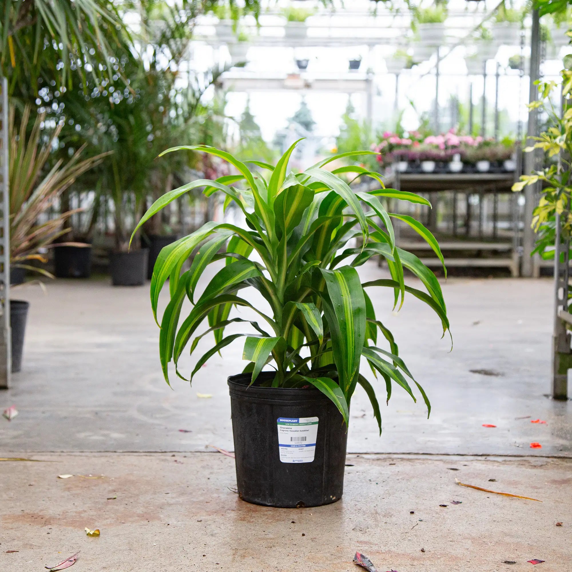 Corn Plant 'Hawaiian Sunshine'