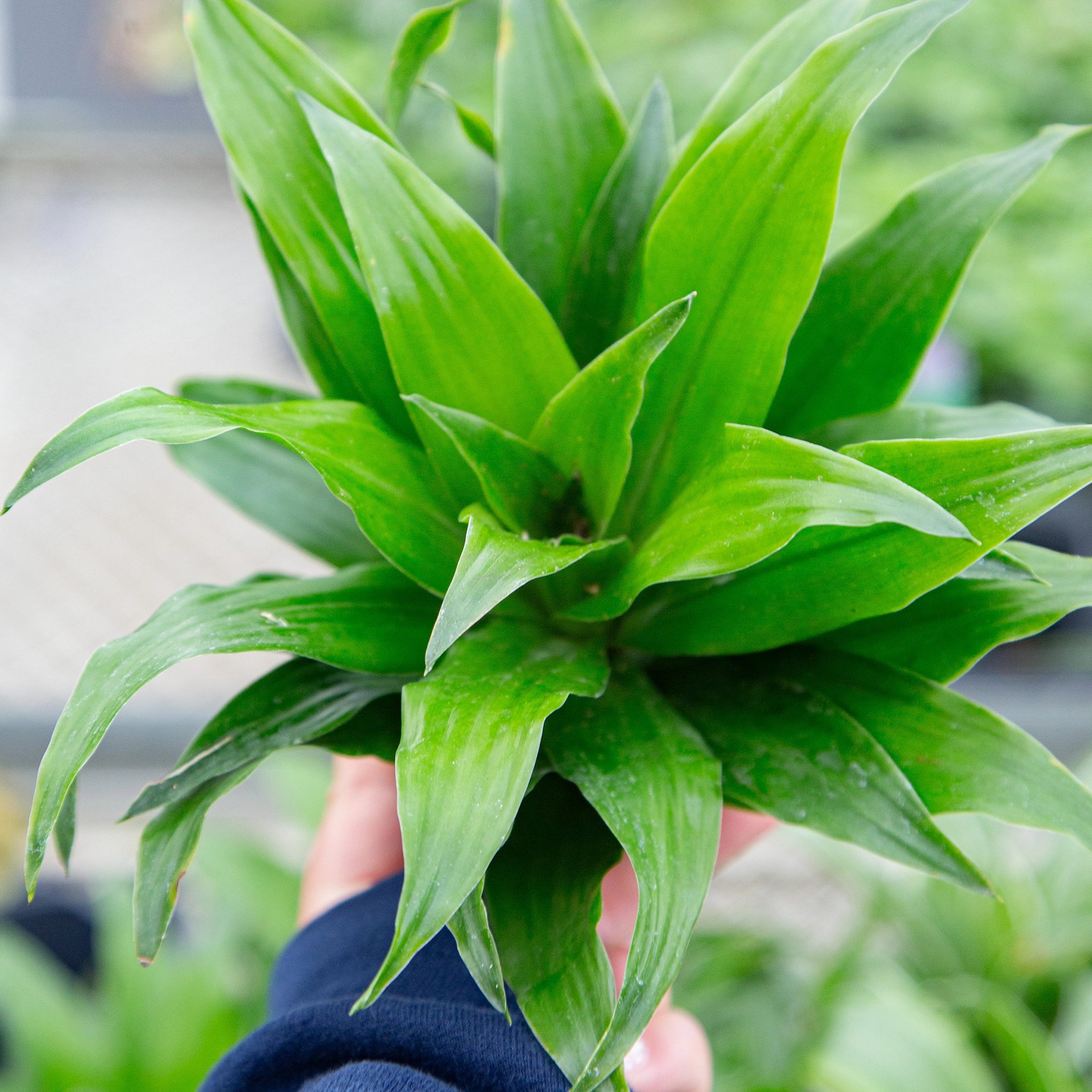 Corn Plant 'Janet Craig'