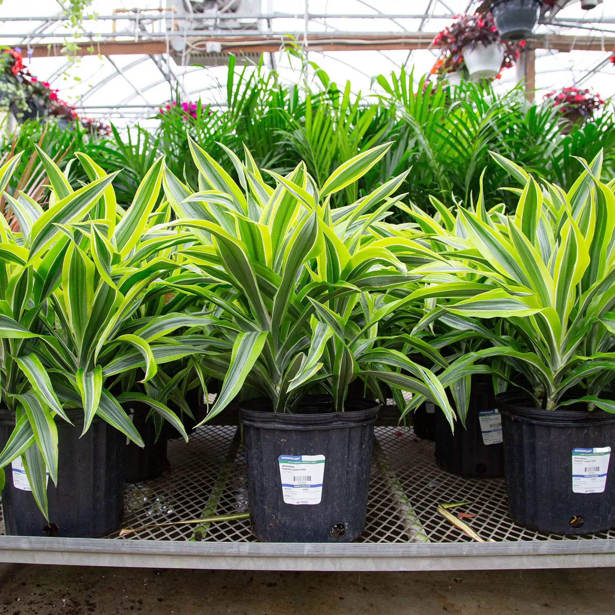 Corn Plant 'Lemon Lime'