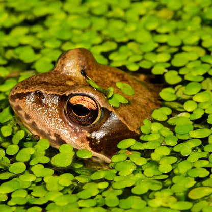 Duckweed with a frog visitor in a pond