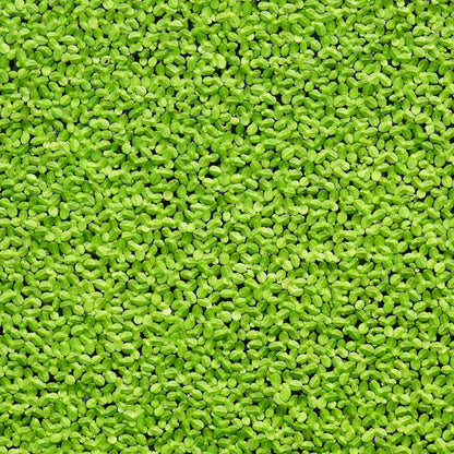 Duckweed floating on the surface of water