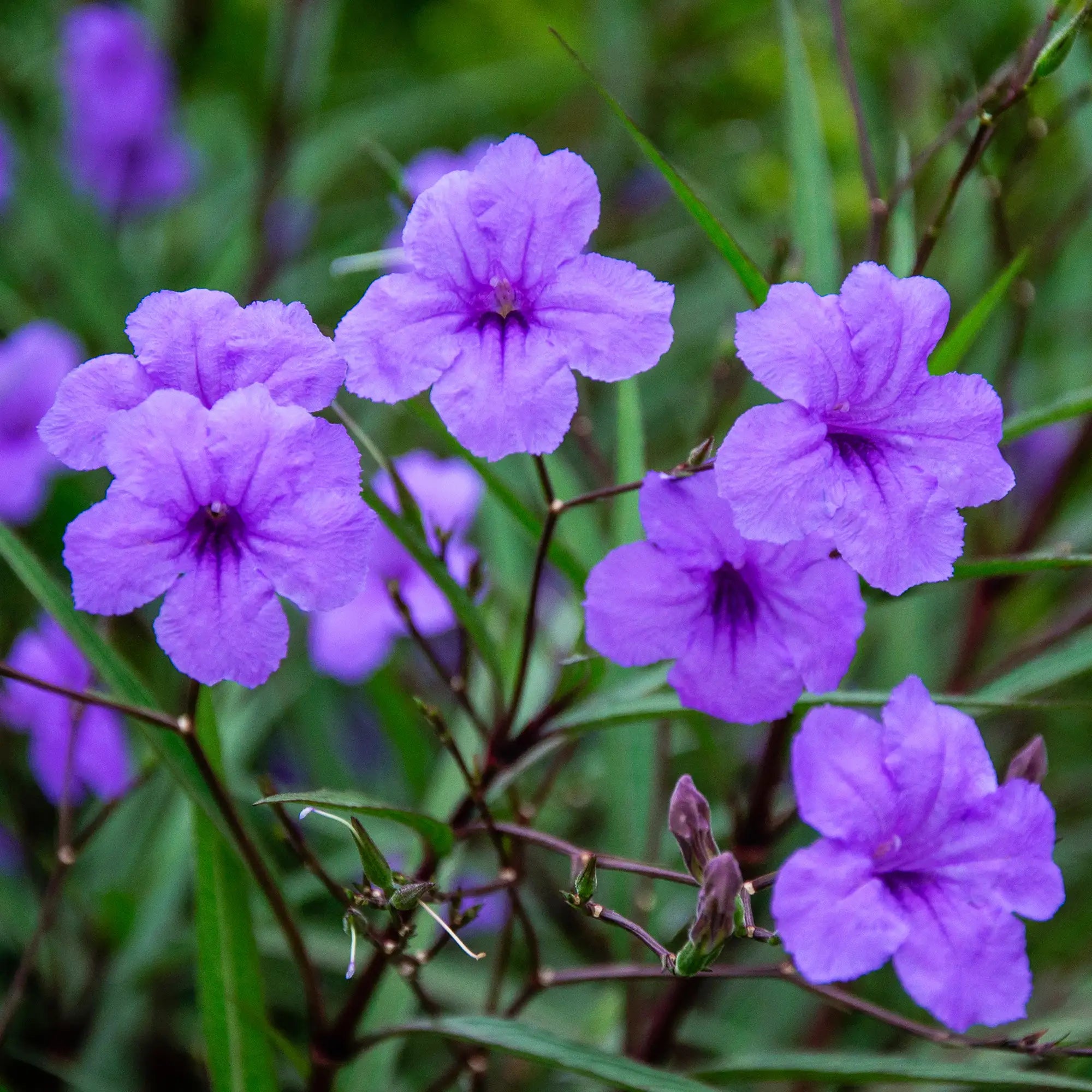 Dwarf Bluebell with small purple flowers