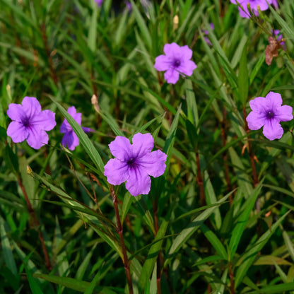 Dwarf Bluebell with small purple flowers
