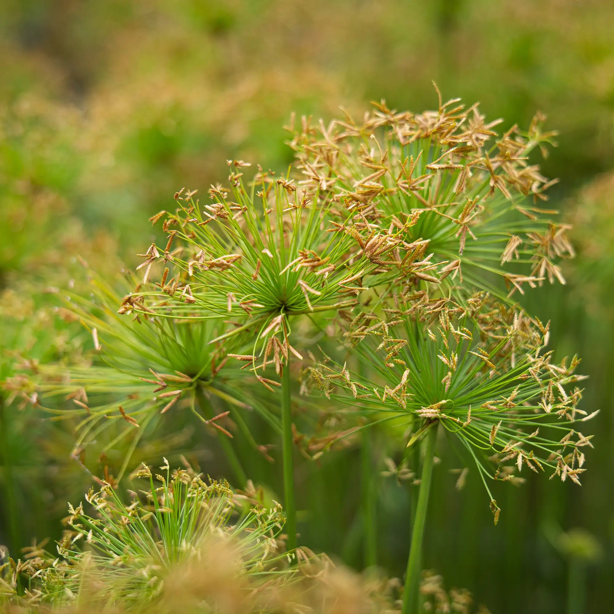 Dwarf Papyrus with seed heads